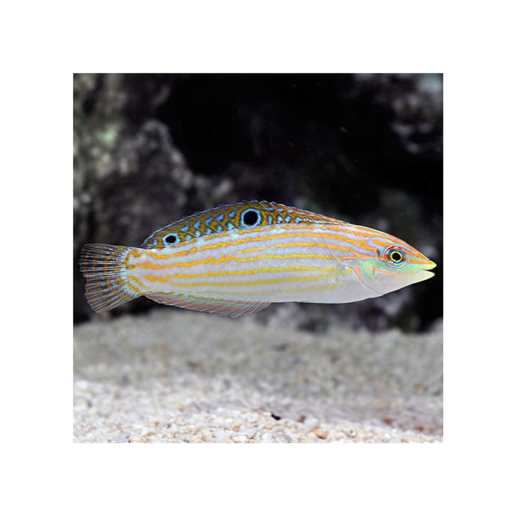 Adorned Wrasse (Halichoeres cosmetus)