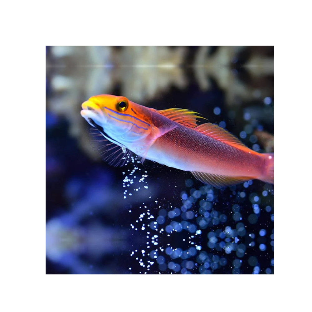 Bella Rose Goby - (Valencienna bella)