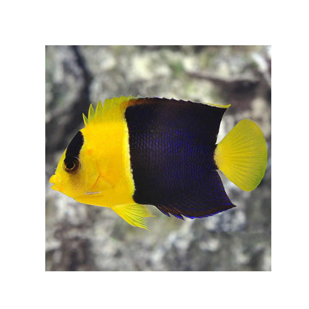 Bicolor Angelfish - (Centropyge bicolor)
