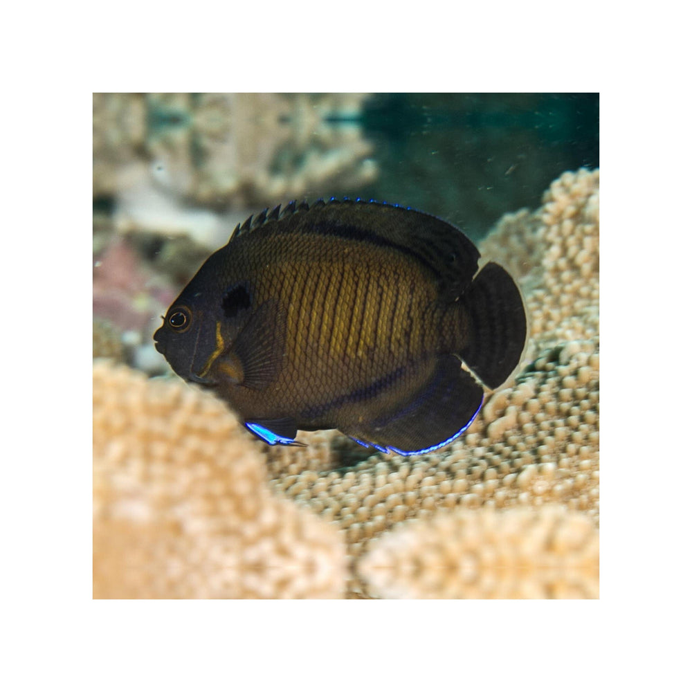 Bluefin Angelfish - (Centropyge multispinis)
