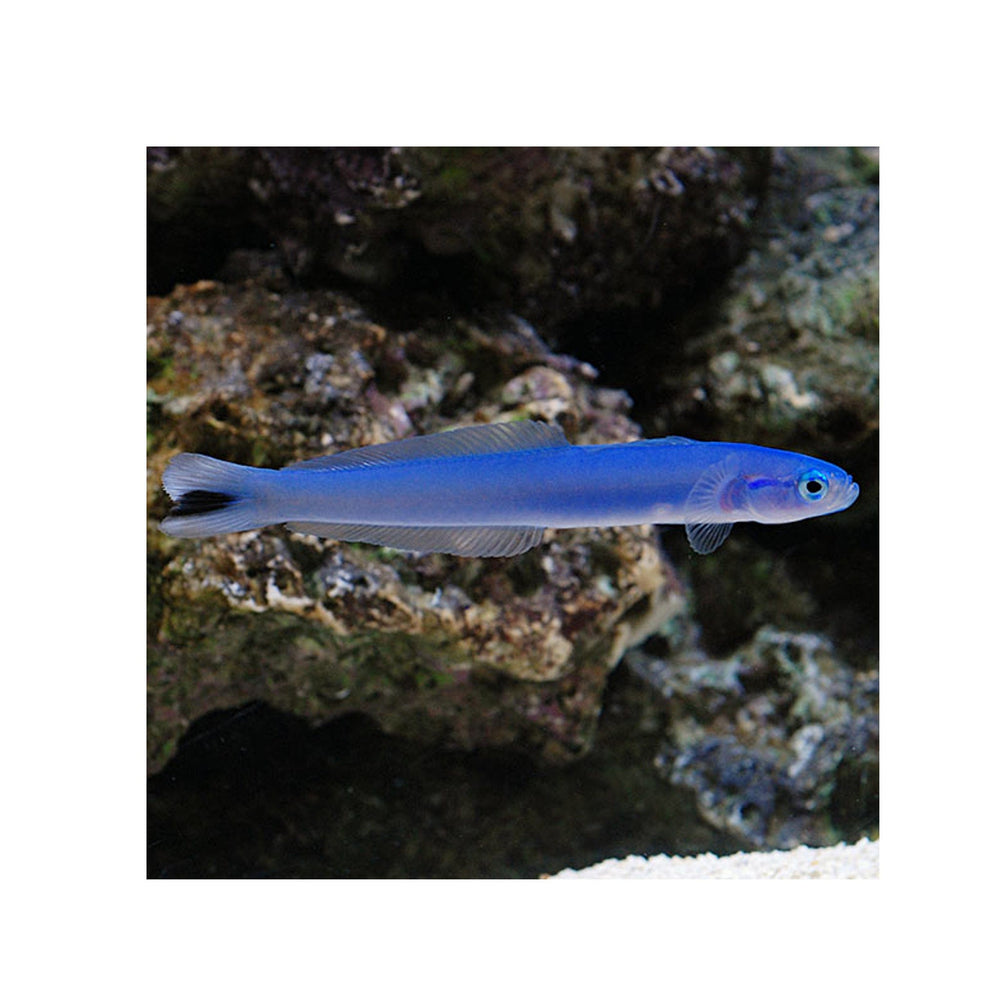 Blue Gudgeon Dartfish - (Ptereleotris heteroptera)