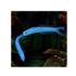 files/bpk-farm-live-stock-blue-gudgeon-dartfish-ptereleotris-heteroptera-40447514411238.jpg