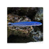 BPK Farm LIVE STOCK Blue Gudgeon Dartfish - (Ptereleotris heteroptera)