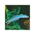 files/bpk-farm-live-stock-blue-gudgeon-dartfish-ptereleotris-heteroptera-40447514607846.jpg