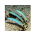 files/bpk-farm-live-stock-blue-gudgeon-dartfish-ptereleotris-heteroptera-40447514738918.jpg