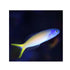 files/bpk-farm-live-stock-blue-jaw-tile-fish-40447112642790.jpg