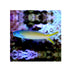 files/bpk-farm-live-stock-blue-jaw-tile-fish-40447112806630.jpg