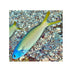 files/bpk-farm-live-stock-blue-jaw-tile-fish-40447112904934.jpg