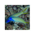 files/bpk-farm-live-stock-blue-jaw-tile-fish-40447113068774.jpg