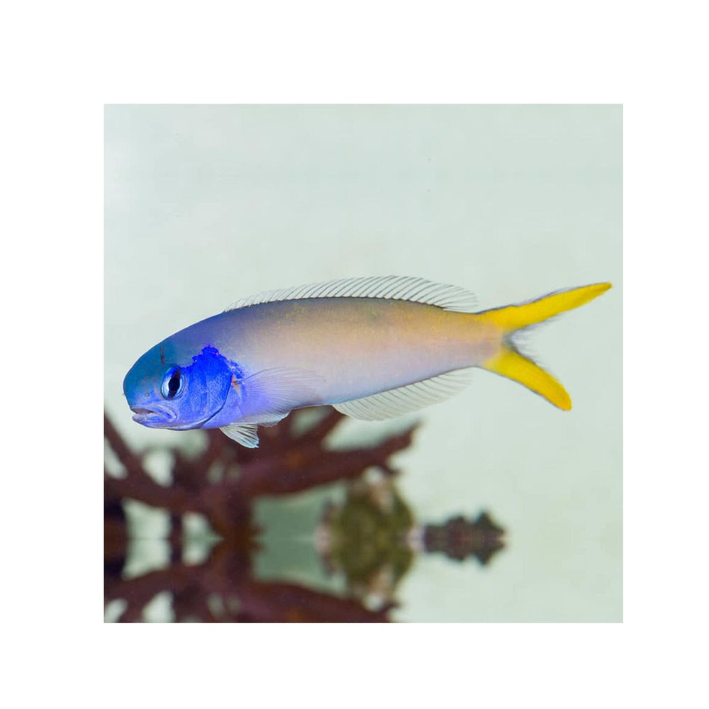Blue Jaw Tilefish - (Hoplolatilus starcki)