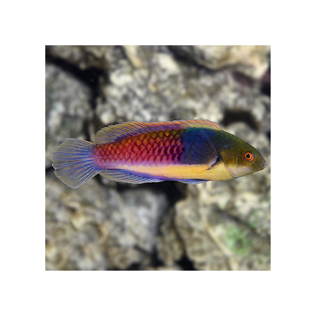 Bluehead Fairy Wrasse - (Cirrhilabrus cyanopleura)