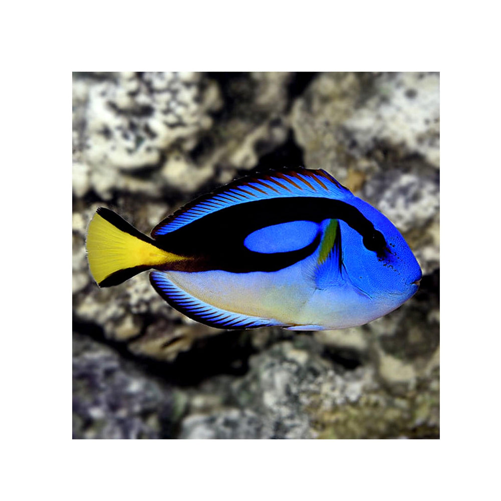 Yellow Belly Regal Blue Tang - (Paracanthurus hepatus var.)
