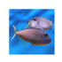files/bpk-farm-live-stock-blue-throat-triggerfish-xanthichthys-auromarginatus-40409072828646.jpg