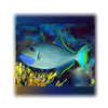 BPK Farm LIVE STOCK Blue Throat Triggerfish - (Xanthichthys auromarginatus)