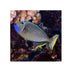 files/bpk-farm-live-stock-blue-throat-triggerfish-xanthichthys-auromarginatus-40409072926950.jpg