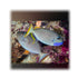 files/bpk-farm-live-stock-blue-throat-triggerfish-xanthichthys-auromarginatus-40409074532582.jpg