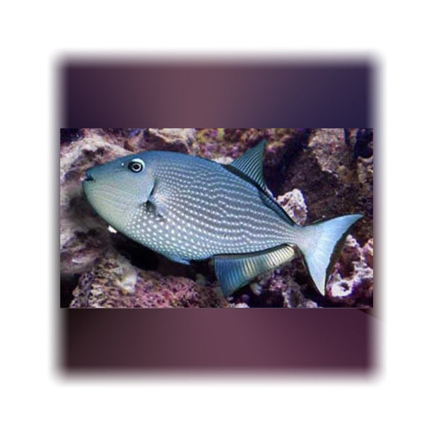 BPK Farm LIVE STOCK Blue Throat Triggerfish - (Xanthichthys auromarginatus)
