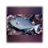 files/bpk-farm-live-stock-blue-throat-triggerfish-xanthichthys-auromarginatus-40409074565350.jpg