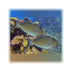 files/bpk-farm-live-stock-blue-throat-triggerfish-xanthichthys-auromarginatus-40409074598118.jpg