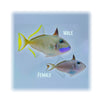 BPK Farm LIVE STOCK Blue Throat Triggerfish