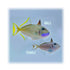files/bpk-farm-live-stock-blue-throat-triggerfish-xanthichthys-auromarginatus-40409074663654.jpg