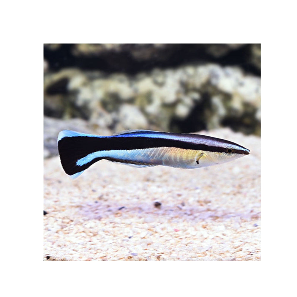 Bluestreak Cleaner Wrasse - (Labroides dimidiatus)