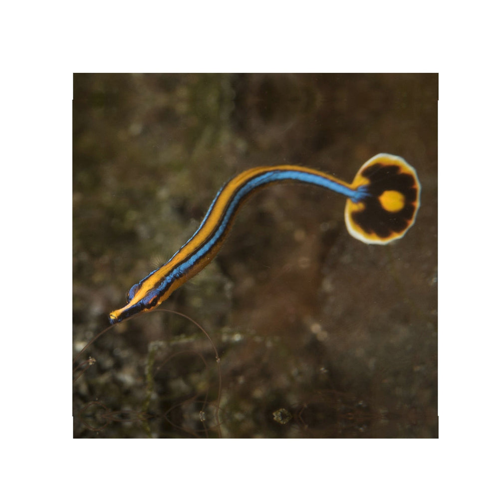Bluestripe Pipefish - (Doryrhamphus excisus) EXPERT ONLY