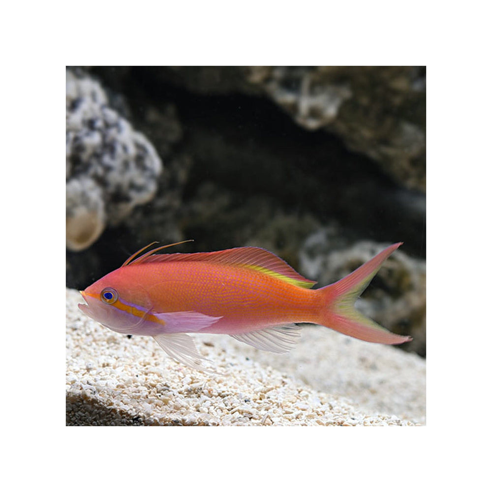 Carberry Anthias - (Nemanthias carberryi)