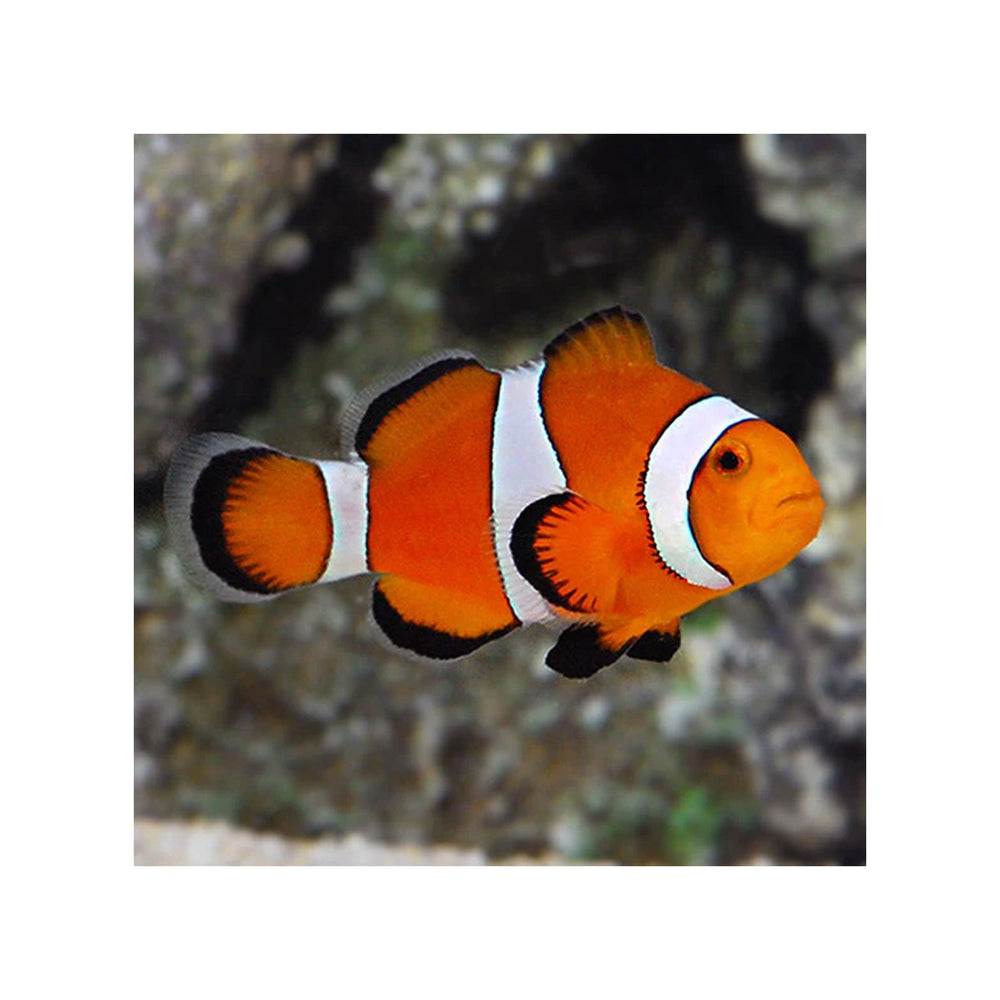 Ocellaris Clownfish - (Amphiprion ocellaris )