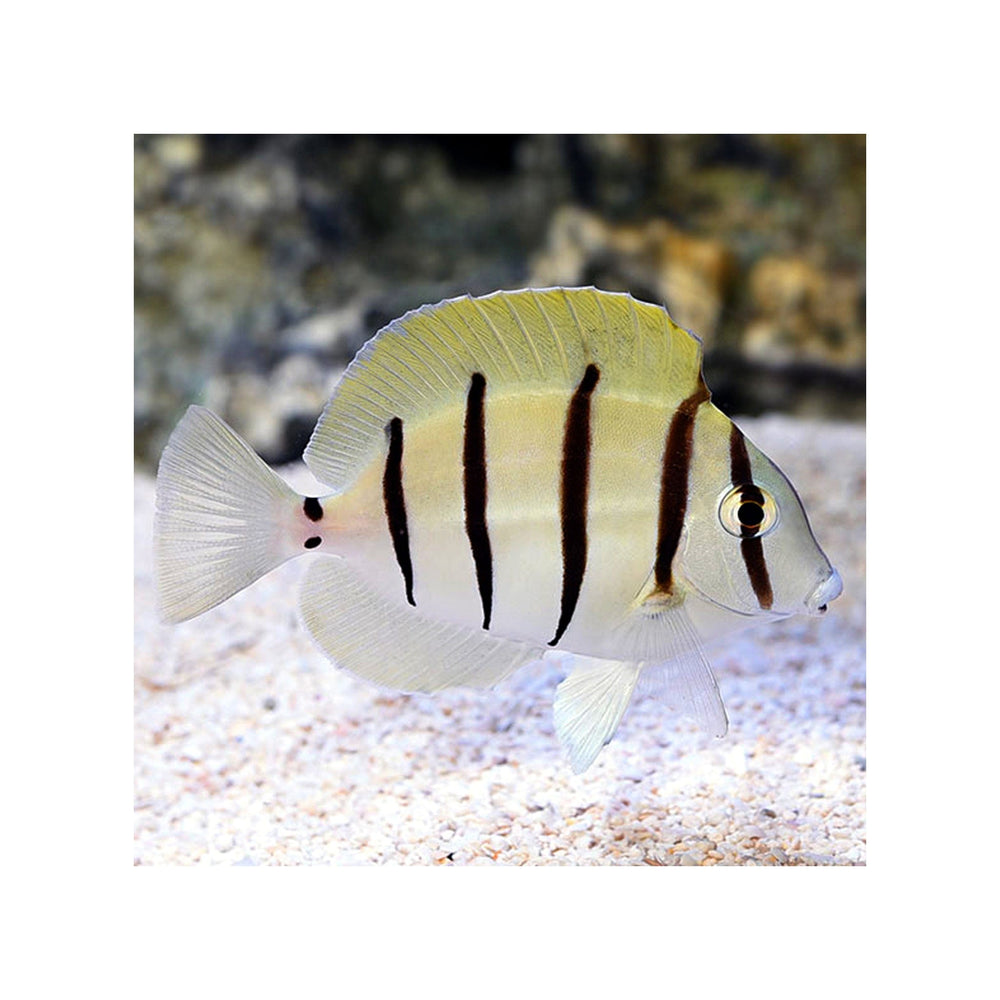 Convict Tang - (Acanthurus triostegus)