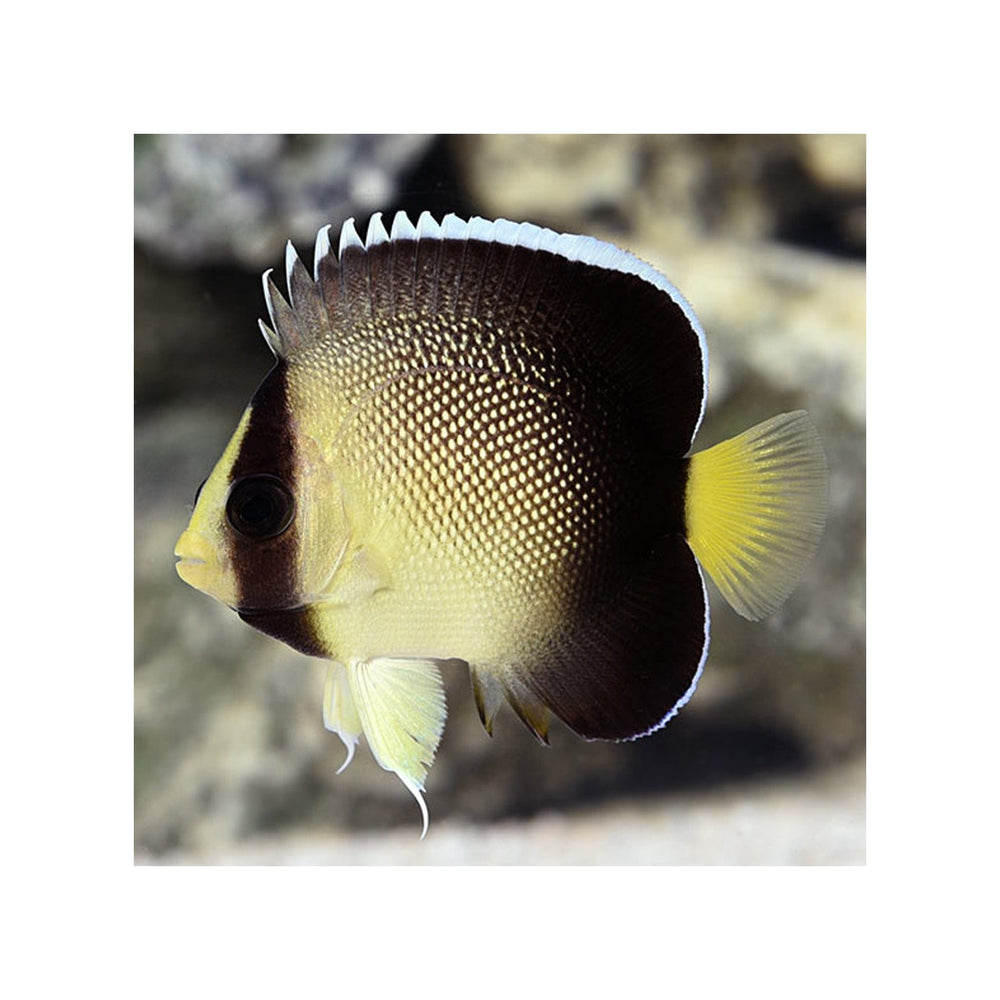 Xanthurus Cream Angelfish - (Apolemichthys xanthurus)