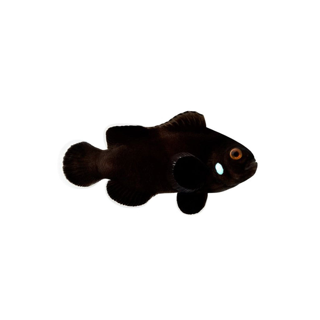 bird_fish bpk-farm-live-stock-domino-