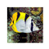 files/bpk-farm-live-stock-falcula-butterflyfish-chaetodon-falcula-40629073936614.jpg