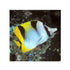 files/bpk-farm-live-stock-falcula-butterflyfish-chaetodon-falcula-40629074002150.jpg