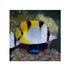 files/bpk-farm-live-stock-falcula-butterflyfish-chaetodon-falcula-40629074067686.jpg