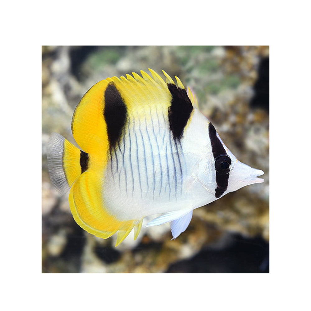 Falcula Butterflyfish -  (Chaetodon falcula)