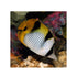 files/bpk-farm-live-stock-falcula-butterflyfish-chaetodon-falcula-40629074133222.jpg