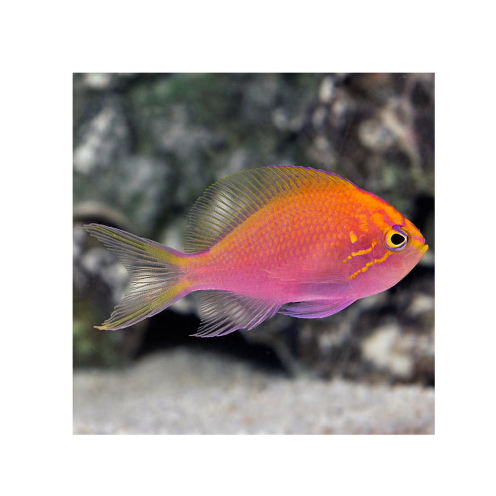 Fathead Sunburst Anthias - (Serranocirrhitus latus)