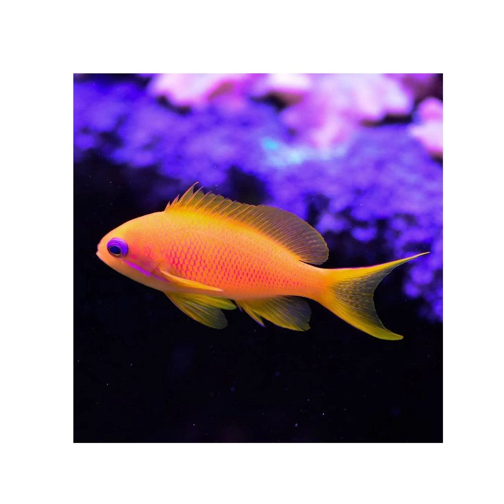 Lyretail Anthias - (Pseudanthias squamipinnis)