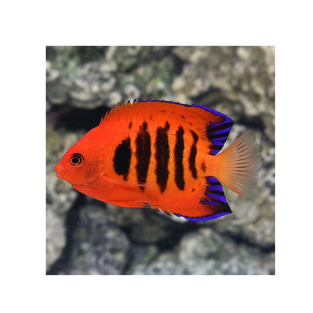 Flame Angelfish - (Centropyge loricula)