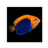 files/bpk-farm-live-stock-flameback-angelfish-40359410303206.jpg