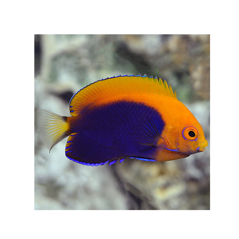 Flameback Angelfish - (Centropyge acanthops)