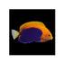 files/bpk-farm-live-stock-flameback-angelfish-centropyge-acanthops-40359420002534.jpg