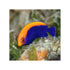 files/bpk-farm-live-stock-flameback-angelfish-centropyge-acanthops-40656229957862.jpg