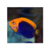files/bpk-farm-live-stock-flameback-angelfish-centropyge-acanthops-40656229990630.jpg