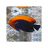 files/bpk-farm-live-stock-flameback-angelfish-centropyge-acanthops-40656230056166.jpg