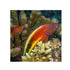 files/bpk-farm-live-stock-freckled-hawkfish-paracirrhites-forsteri-40584542552294.jpg