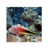 files/bpk-farm-live-stock-freckled-hawkfish-paracirrhites-forsteri-40584542585062.jpg
