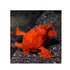 files/bpk-farm-live-stock-frog-fish-40473650692326.jpg