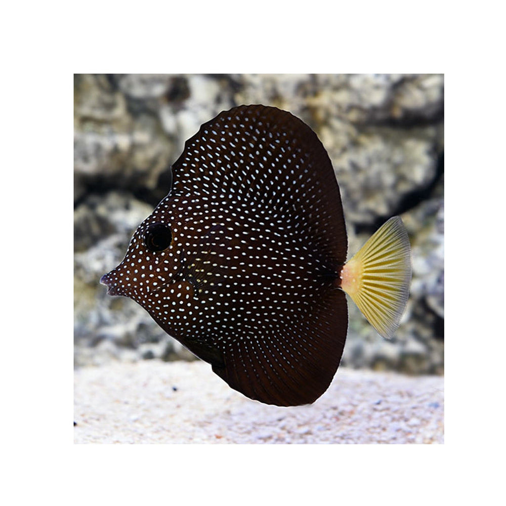 Gemmatum Tang -  (Zebrasoma gemmatum)